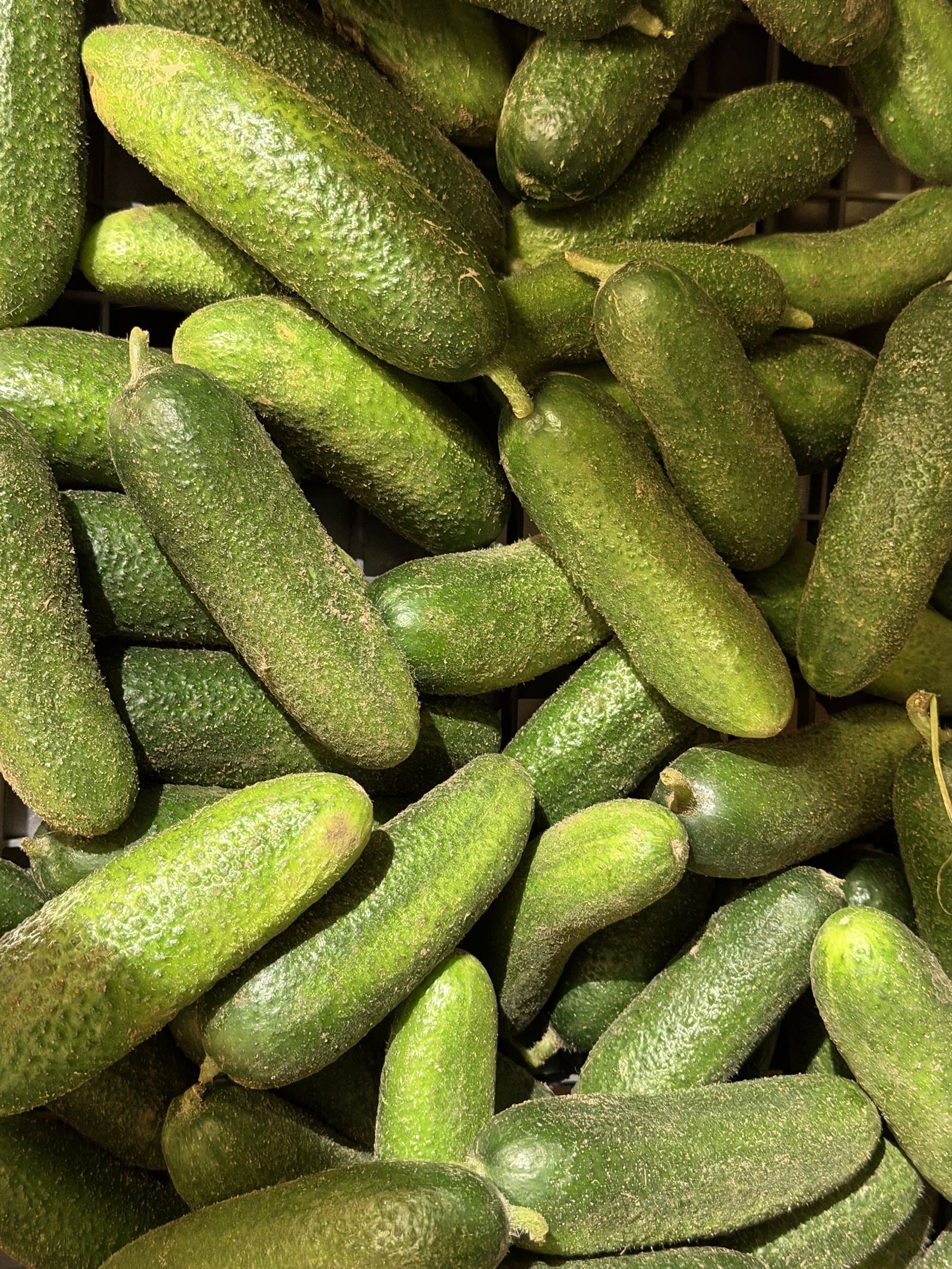 Nyskördad inläggningsgurka från JK:s Ekoodling