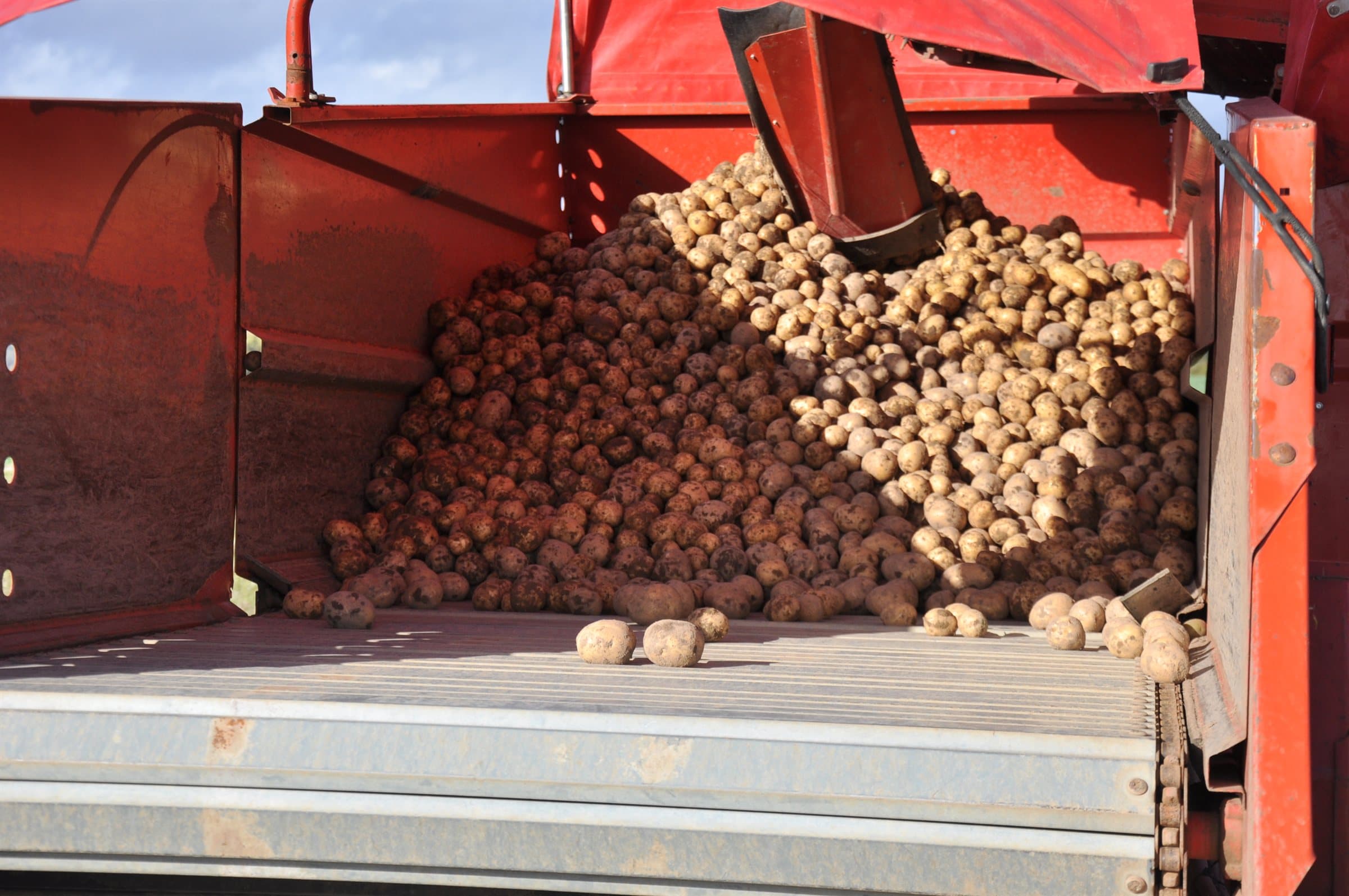 Nyskördad ekologisk potatis på flaket hos JK:s Ekoodling utanför Motala